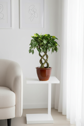 Artificial Ficus Green Leaf Bonsai Tree - 1.4 Feet