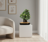 Artificial Green Maple Bonsai Tree - 1.4ft
