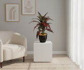 Artificial Red Dracaena Bonsai Tree - 9in