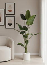 Artificial Greenery Traveller Soft Banana Leaf Plant - 8.5 ft (250 cm)