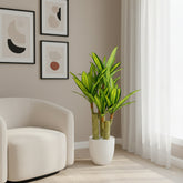 Artificial Designer Dracaena Plant - 2.5 ft (75 cm)