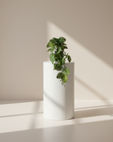 Preserved Monstera Deliciosa Leaf Decor