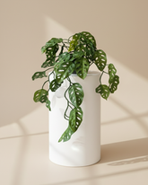 Preserved Monstera Leaf Botanical Decor