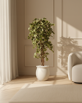 Artificial Variegated Ficus Weeping Tree 180cm (6ft)