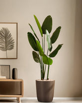 Alamkari India Fabric & Plastic Artificial Banana Tree in Black Pot (150 cm)