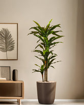 Alamkari India Fabric & Plastic Artificial Dracaena Plant in Black Pot (170 cm)