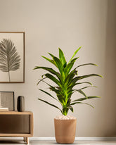 Alamkari India Fabric & Plastic Artificial Dragon Plant in Black Pot (120 cm)