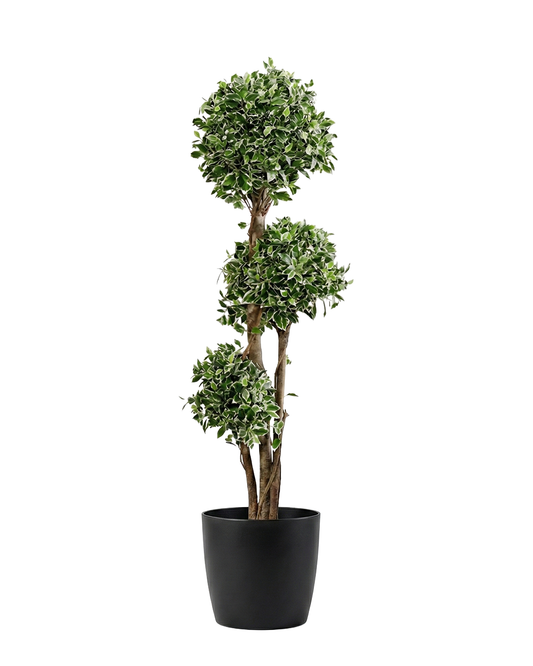 Can We Keep Artificial Plants at Home as per Vastu?