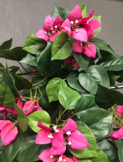 Bougainvillea Plant Vastu Benefits