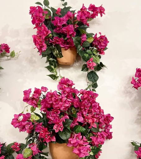 Bougainvillea Flower 