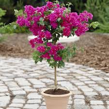 Bougainvillea Plant
