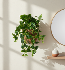Artificial Hanging Pothos Leaf Bush with Velvet Foliage - 3.3 Feet
