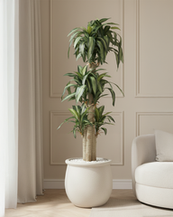 Artificial Dracaena Cane Plant 175cm (5.7ft)
