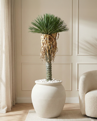 Artificial Palm Crown Tree 150cm (5ft, 6ft, 7ft, 8.6ft)