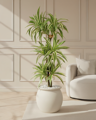 Artificial Dracaena Variegated Plant 150cm (4.9ft)