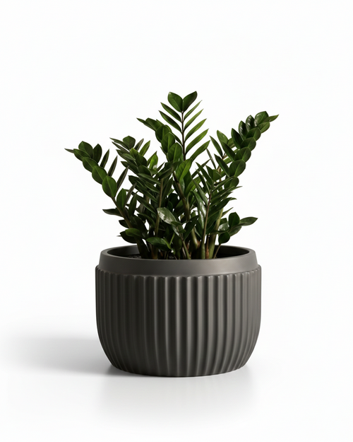 Orchid – D Fiberglass Round Planter – Grey | Modern Ribbed Design
