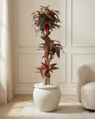 Artificial Dracaena Cane Plant 175cm (5.7ft)