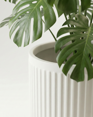 Orchid Fiberglass Planter – Oyster White