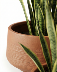 Oak Fiberglass Planter – Terracotta Matt Finish