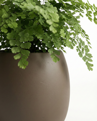 Lilly Fiberglass Planter – Soft Curved Modern Finish