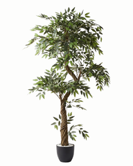 Artificial Ficus Twist Tree 200cm (6.6ft)