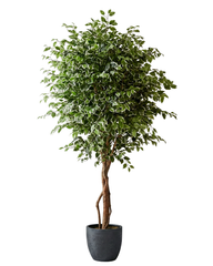 Artificial Premium Ficus Tree 230cm (7.5ft)