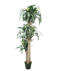 Artificial Dracaena Cane Plant 175cm (5.7ft)