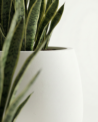 Olive Fiberglass Planter – White
