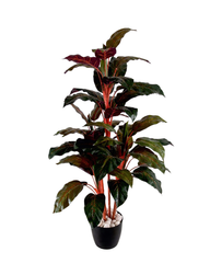 Artificial Aglaonema Color Plant 130cm (4.3ft)