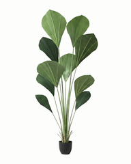 Artificial Fan Palm Plant 175cm (5.7ft)