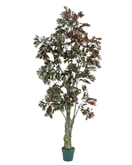 Artificial Burgundy Ficus Tree 205cm (6.7ft)