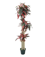 Artificial Dracaena Cane Plant 175cm (5.7ft)