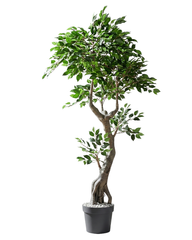 Artificial Elegant Ficus Tree 190cm (6.2ft)