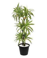 Artificial Dracaena Variegated Plant 150cm (4.9ft)