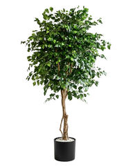 Artificial Premium Ficus Tree 230cm (7.5ft)