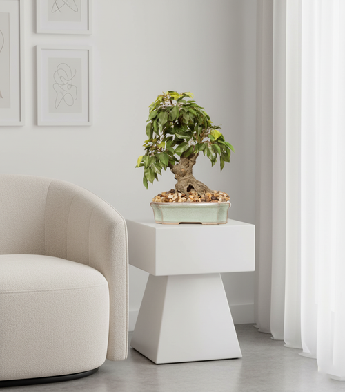 Artificial Ficus Leaf Bonsai Tree - 1.3 Feet