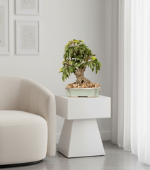 Artificial Ficus Leaf Bonsai Tree - 1.3 Feet