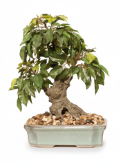 Artificial Ficus Leaf Bonsai Tree - 1.3 Feet