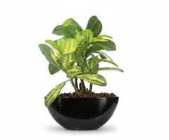 Artificial Schefflera Bonsai Tree - 1ft