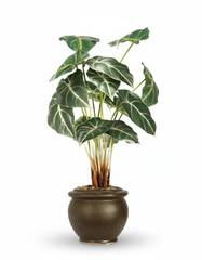 Artificial Alocasia White Bonsai Tree - 2ft