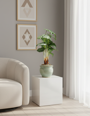 Artificial Alocasia Green Bonsai Tree - 2ft