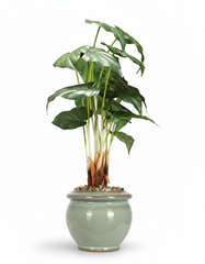Artificial Alocasia Green Bonsai Tree - 2ft