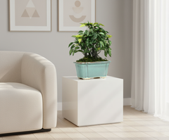 Artificial Ficus Leaf Bonsai Tree - 1.1 Feet