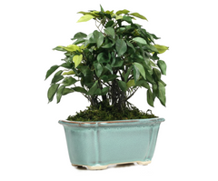 Artificial Ficus Leaf Bonsai Tree - 1.1 Feet