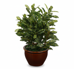 Artificial Green Croton Bonsai Tree - 1ft