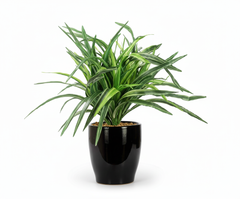 Artificial Dracaena Bonsai Tree - 11in