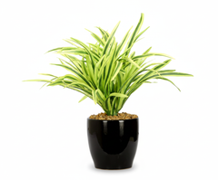Artificial Yellow Dracaena Bonsai Tree - 27cm/11in