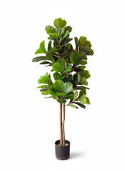 Artificial Curated Fiddle Leaf Fig - 5 ft (150 cm)