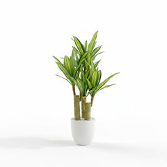 Artificial Designer Dracaena Plant - 2.5 ft (75 cm)