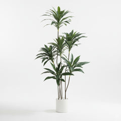 Artificial Exclusive Dracaena Green Plant - 5 ft (150 cm)